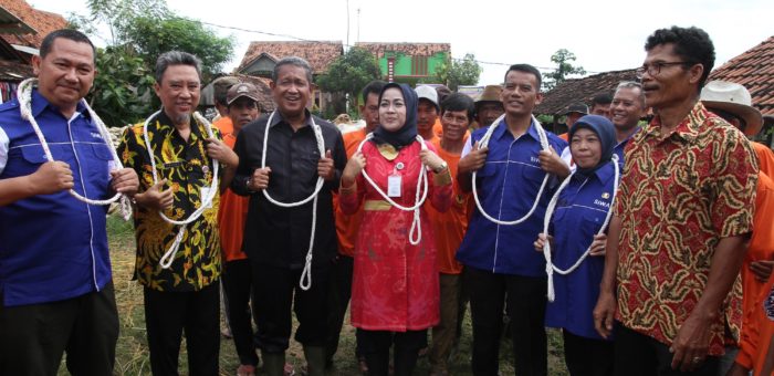 100 Hari Kerja, Bupati Brebes Panen 1200 Ekor Pedet